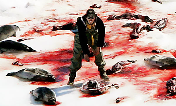 Resultado de imagen para focas muertas